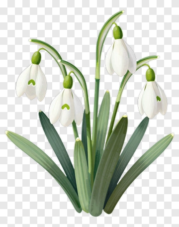 Snowdrop Flower Bouquet PNG