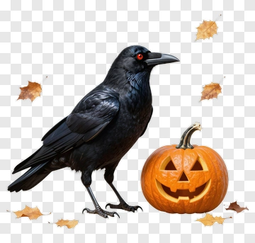 Halloween Pumpkin With A Black Crow PNG