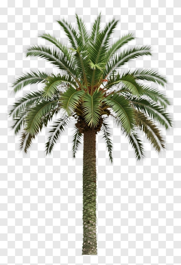 Palm Tree PNG