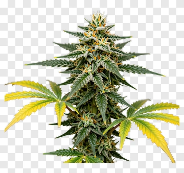 Cannabis Plant With Green And Yellow Leaves PNG