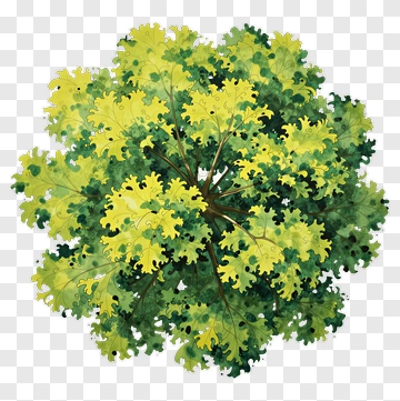 Colorful Leafy Plant PNG