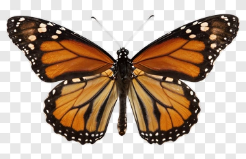 Monarch Butterfly With Open Wings PNG