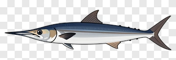 Illustration Of A Swordfish PNG