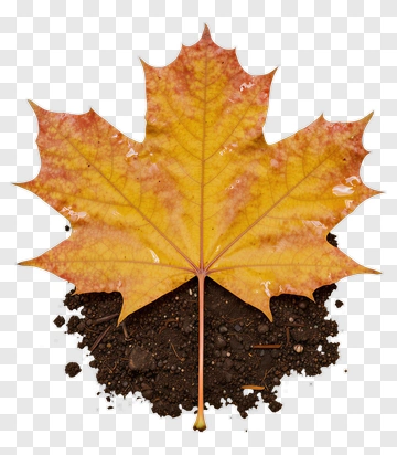 Autumn Maple Leaf On Soil PNG