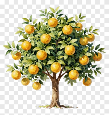 Orange Tree With Fruit PNG