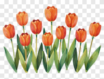 Colorful Tulip Bouquet PNG