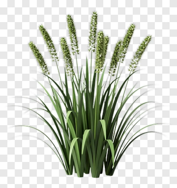 Realistic Grass Plant With Tall Green Stems PNG