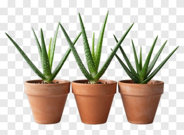 Aloe Vera Plants In Terracotta Pots PNG
