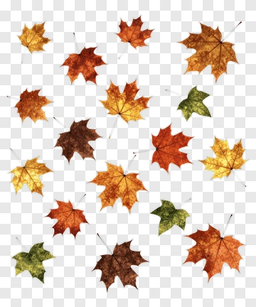 Colorful Autumn Leaves PNG