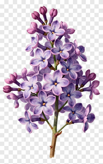 Lilac Flower Bouquet PNG