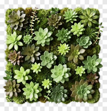 Succulent Plant Arrangement PNG