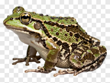 Green Frog PNG
