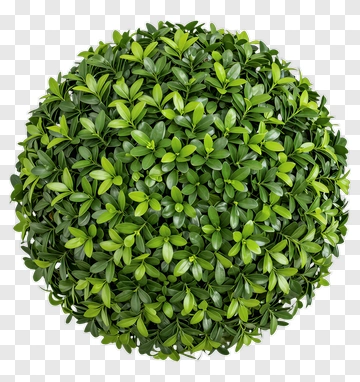 Green Bush PNG