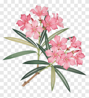 Pink Oleander Flower Bouquet PNG