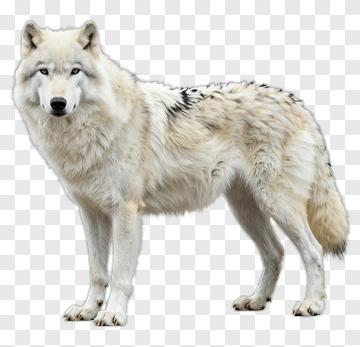 Arctic Wolf Standing In A Natural Pose PNG