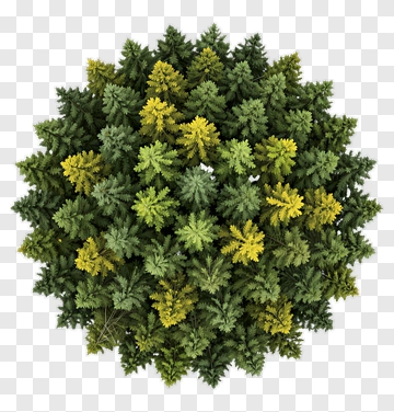 Top View Of A Colorful Tree Canopy PNG