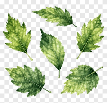 Green Leaves Collection PNG