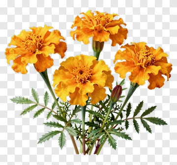 Marigold Flower Bouquet PNG
