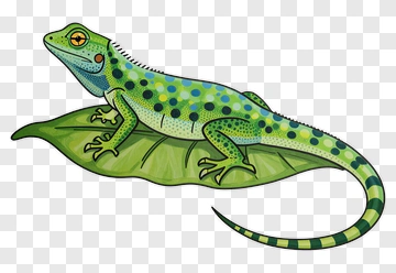 Colorful Gecko Sitting On A Leaf PNG