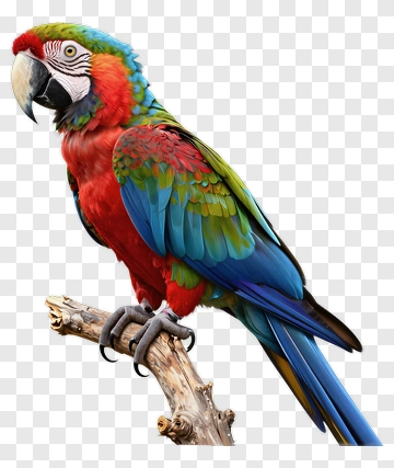 Colorful Macaw Parrot Perched On A Branch PNG