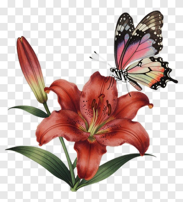 Butterfly Hovering Over A Red Lily Flower PNG
