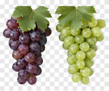 Bunch Of Grapes With Green And Purple Varieties PNG