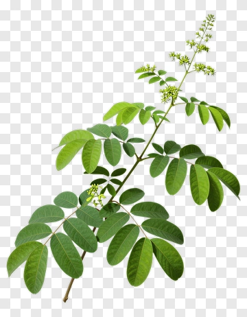 Green Leafy Branch With Flowers PNG