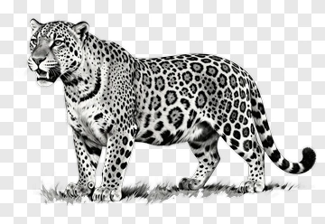 Realistic Leopard Illustration PNG