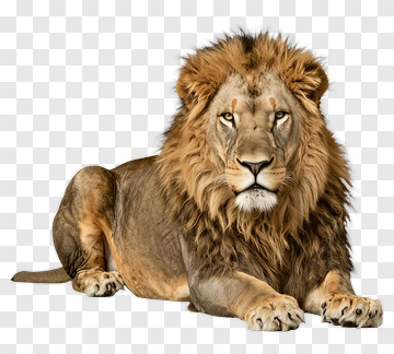 Realistic Lion Lying Down PNG