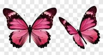 Pink Butterflies PNG