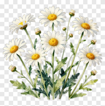 Watercolor Daisy Flower Bouquet PNG