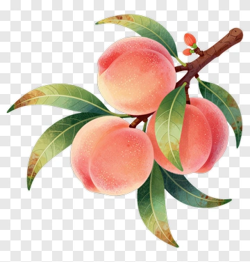 Peach Branch With Leaves PNG