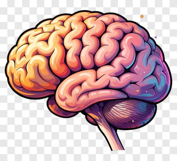Colorful Brain Illustration PNG