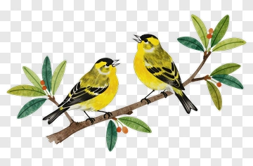 Yellow Birds Sitting On A Branch PNG