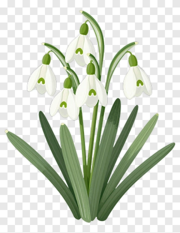 Snowdrop Flower Bouquet PNG