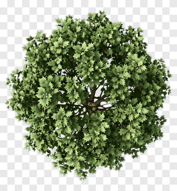 Green Tree PNG