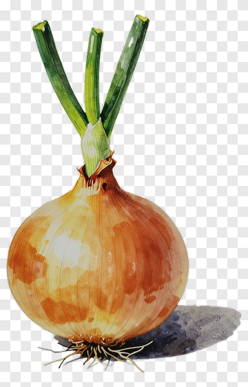 Onion With Green Sprouts PNG