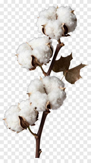 Cotton Plant With White Bolls PNG