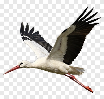 White Stork In Flight PNG