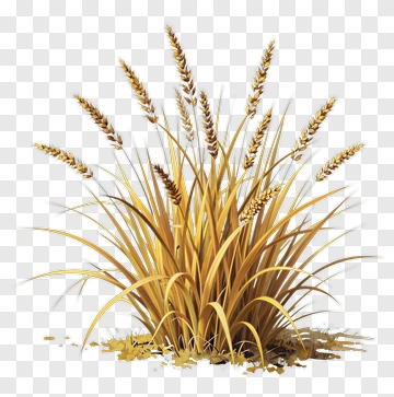 Wheat Plant PNG
