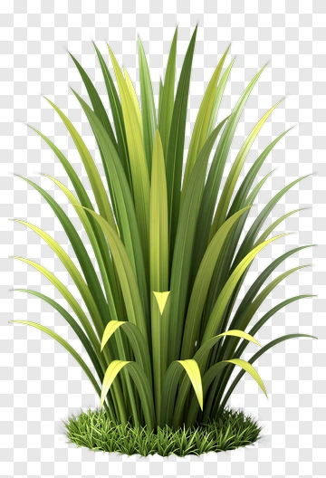 Realistic Green Grass Plant PNG