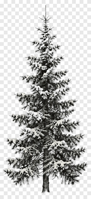 Snowy Pine Tree PNG