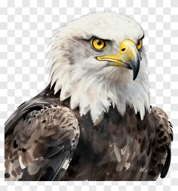 Realistic Bald Eagle Portrait PNG