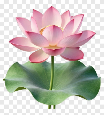 Pink Lotus Flower PNG