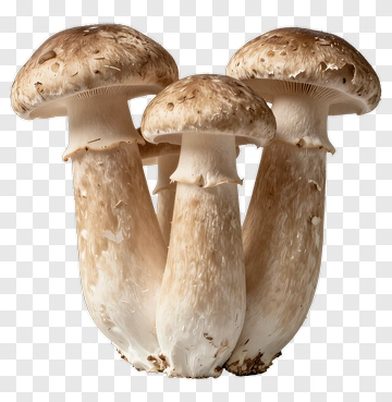Mushrooms Grouping Together PNG