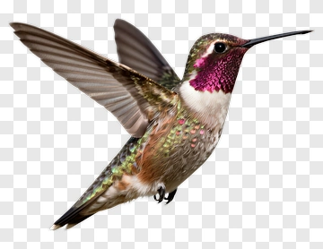 Hummingbird In Flight PNG