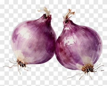 Watercolor Purple Onions PNG