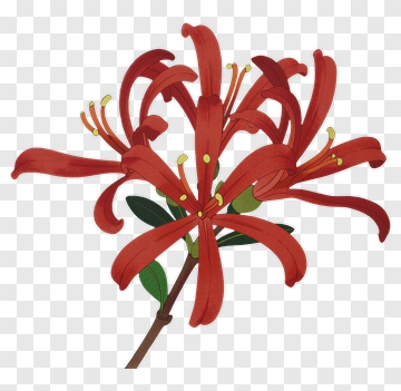 Red Flower With Green Leaves PNG