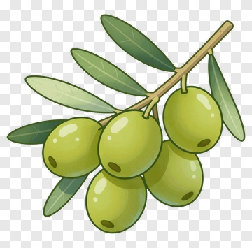 Green Olive Branch With Leaves PNG
