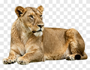 Lioness Lying Down PNG